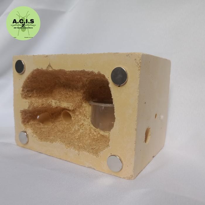 PLASTER FORMICARIUM/GROUT FORMICARIUM/DIY FORMICARIUM/FORMICARIUM MURAH/ANT FARM