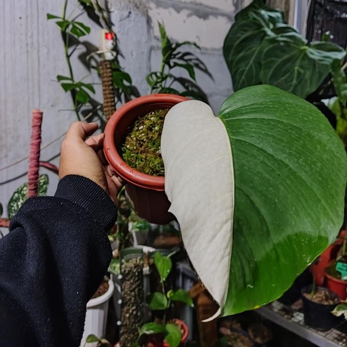 Stok Baru Monstera Varigata Halfmoon - Monstera Variegata - Monvar Halfmoon