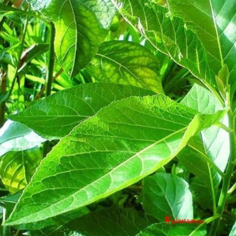 

DAUN AFRIKA HERBAL ALAMI HIPERTENSI, DIABETES, KANKER per lembar