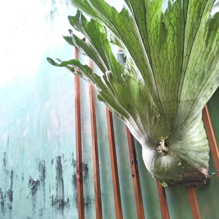 DISKON platycerium wandae tanduk rusa papua READY STOCK