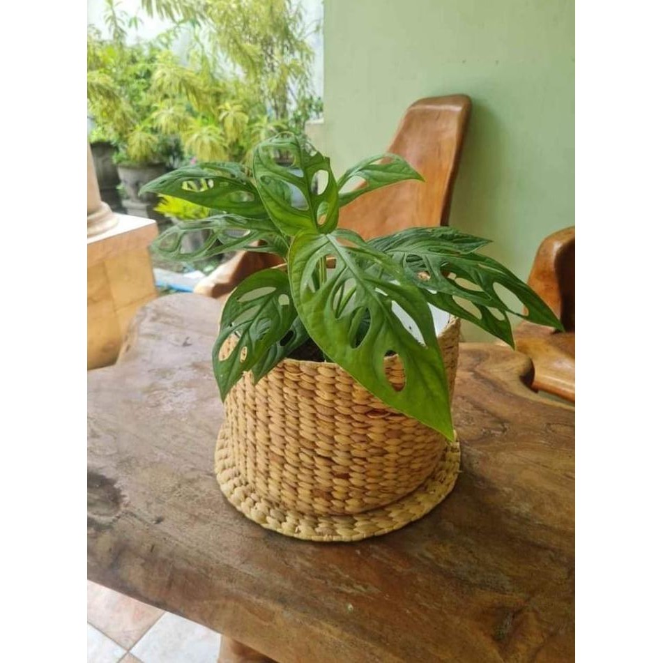 PREMIUM Cover Pot tanaman anyaman Eceng Gondok enceng gondok