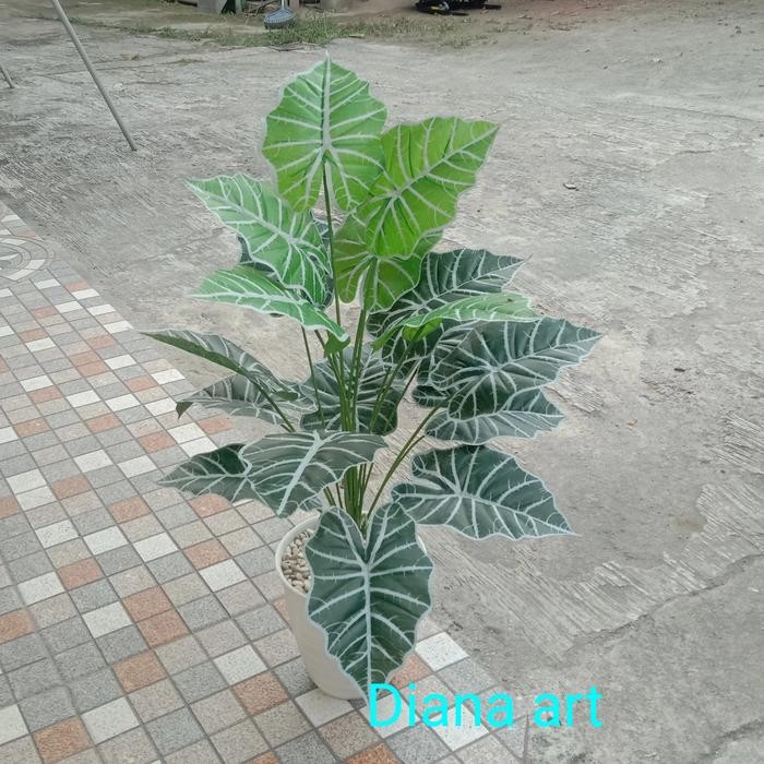 Daun Keladi#Keladi Ku Gajah#Pohon Talas#Daun Talas#Artificial#