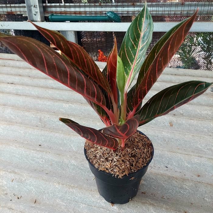 Aglonema Black Sumatra Pos Black