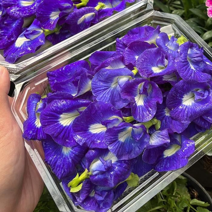 

Blue pea bunga telang fresh edible flower