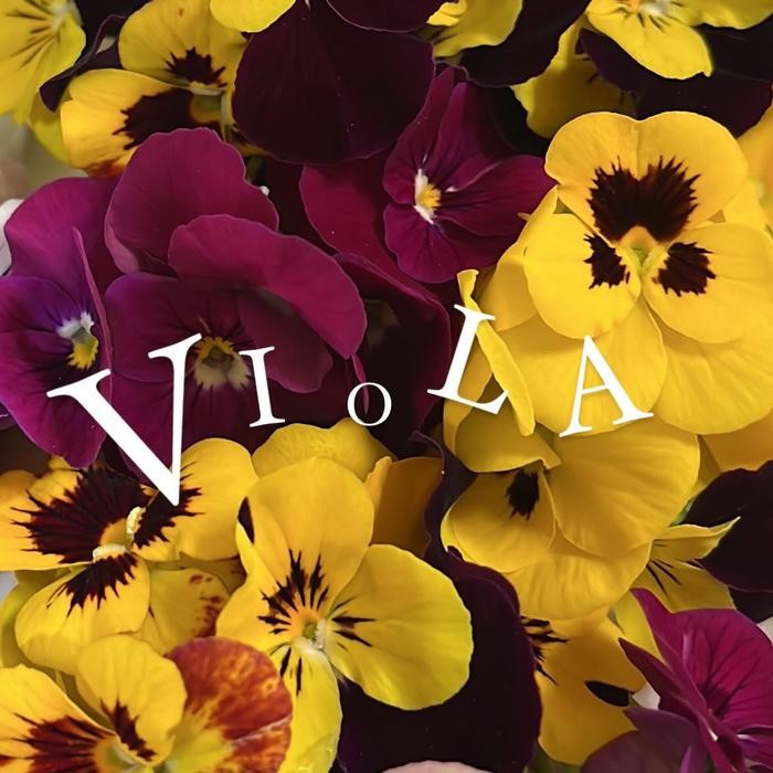 Viola Edible Flower Garnish makanan