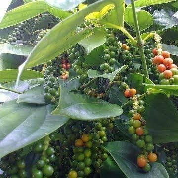 (Allthebest) CUTING BIBIT MERICA MRICA LADA RAMBAT PERDU