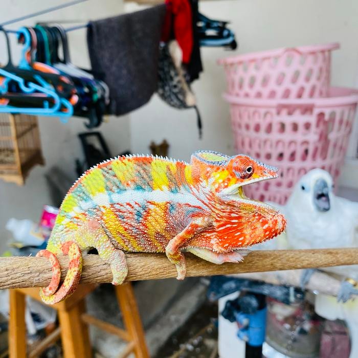 (TERLARIS) CHAMELEON PANTHER AMBILOBE (TERBAIK) (TERBARU) (TERMURAH)