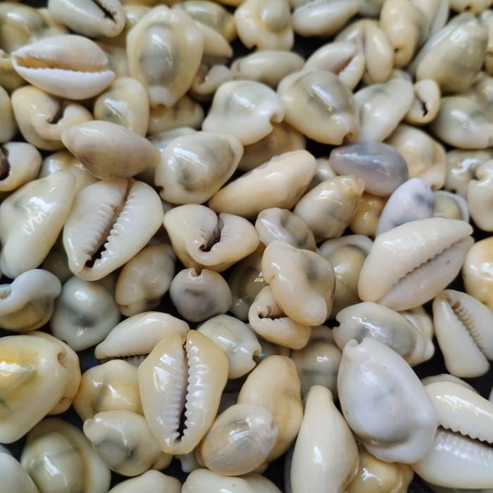 BIJI CONGKLAK KERANG KUWUK ALAMI KUNING 100GR ISI 40-70 PCS KODE 972