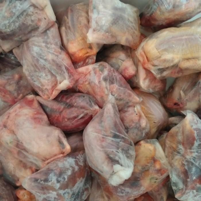 

(Allthebest) Burung Dara kurleb 170-200 gr