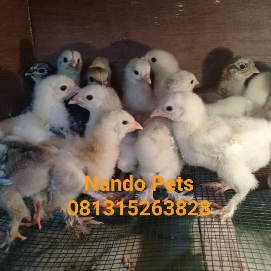 Hot Sale Ayam Brahma Asli Import - Ayam Hias - Ayam India -Gratisongkir