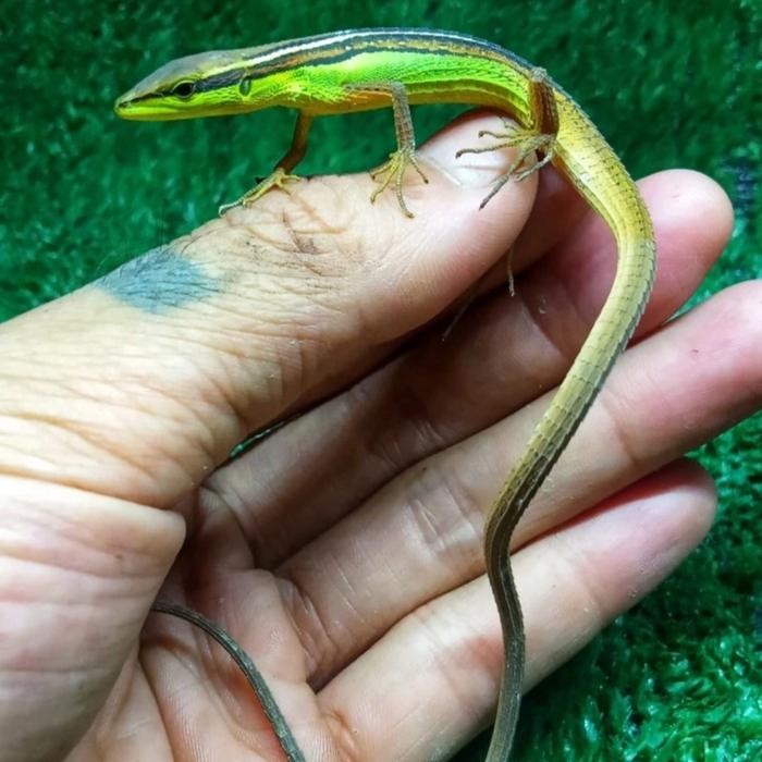 KADAL KEBUN/KADAL LANGIT/ORONG-ORONG *