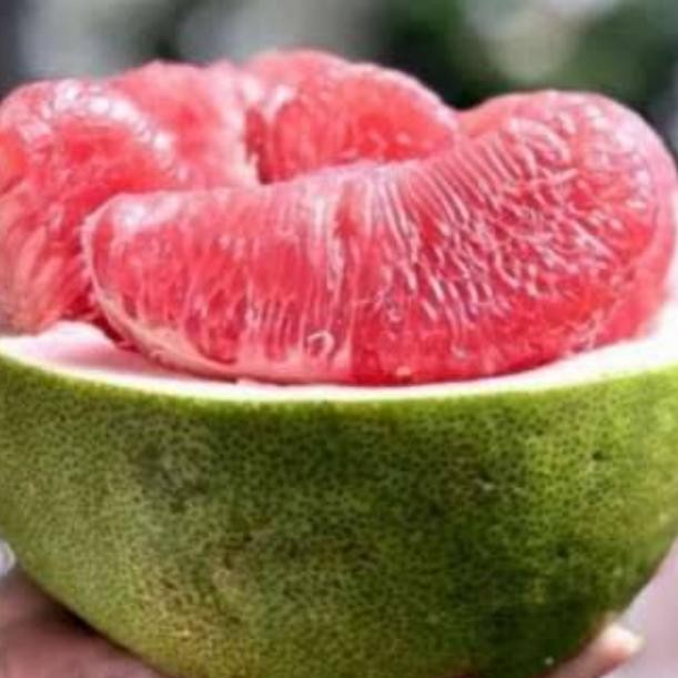 

ASLI jeruk bali merah READY STOCK