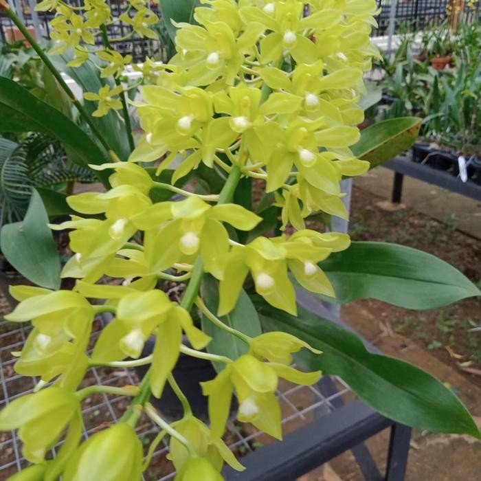 Grammatophyllum Scriptum Var Citrinum (Dewasa Siap Bunga)