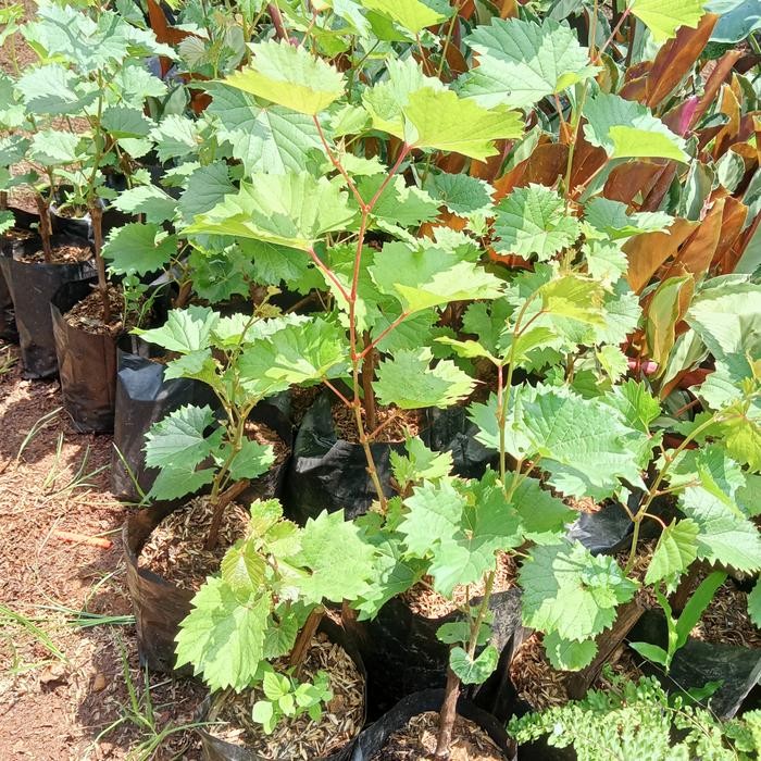 Bibit Pohon Anggur - Bibit Anggur Rambat - Tanaman Anggur