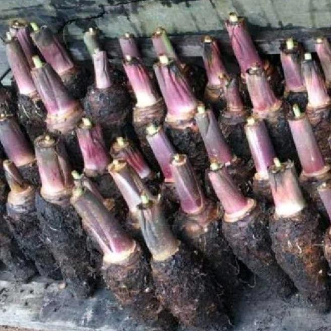 

ASLI Buah talas pontianak per 1 ikat isi 2 sampai 3 buah READY STOCK