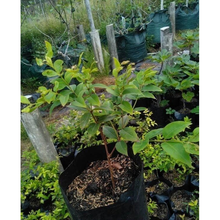 Bibit anggur brazil / pohon anggur hitam