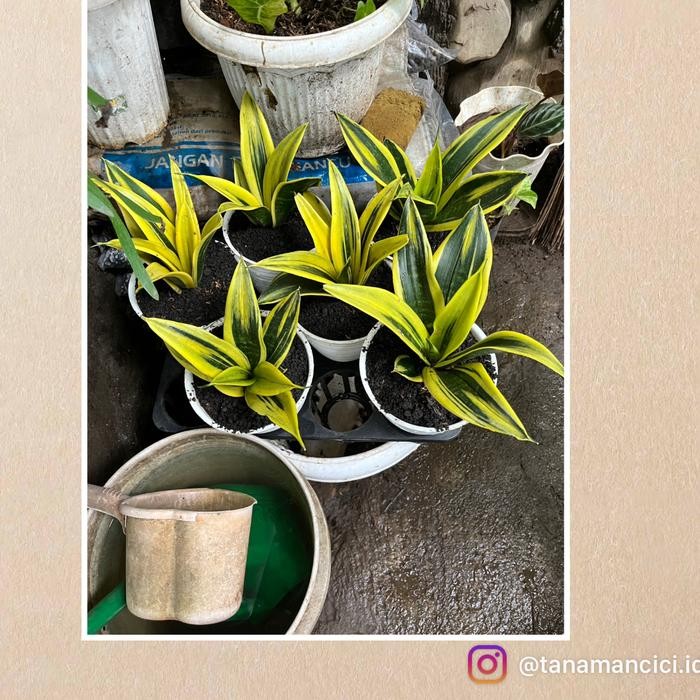 Tanaman Lidah mertua mini sansiviera gold flame on pot