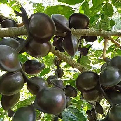 bibit jengkol super okulasi unggulan