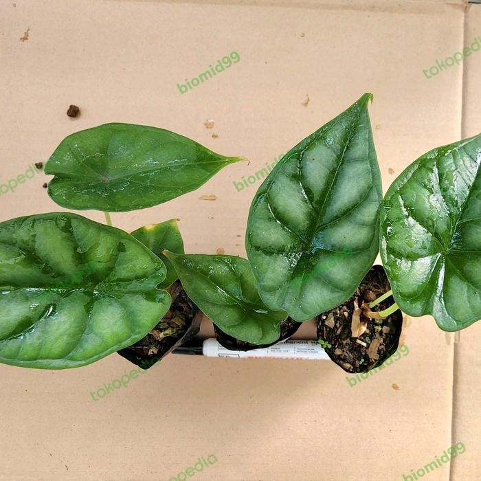 ID'' TANAMAN HIAS ALOKASIA ALOCASIA DRAGON SCALE BAGINDA UKURAN S