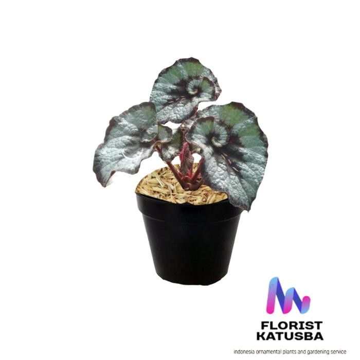 ID'' TANAMAN HIAS BEGONIA KEONG BEGONIA KEONG