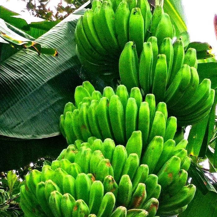 Bibit pisang kepok kuning super jumbo