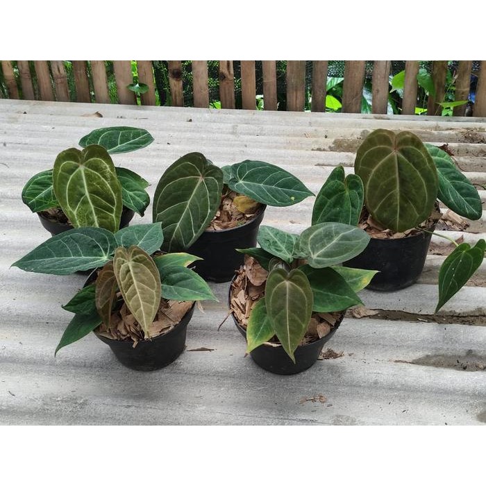 Tanaman hias kuping gajah dreslery x forgetii