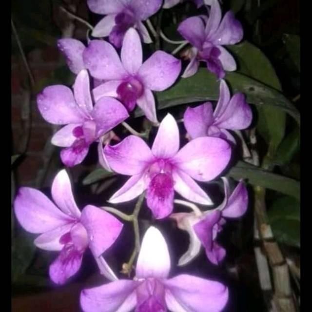 anggrek dendrobium mantangai dewasa serumpun