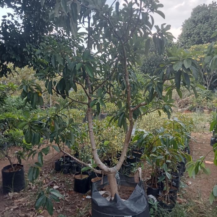 Indukan Pohon Alpukat Miki Sudah siap buah/alpukat Miki berbuah/bibit alpukat miki