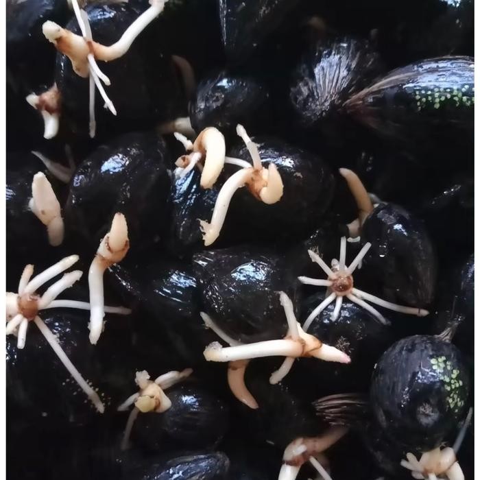 Benih Kecambah Sawit Unggul Ppks Bersertifikat