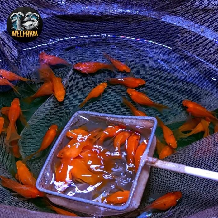 (Allthebest) ikan hias molly sunkist balon cawang