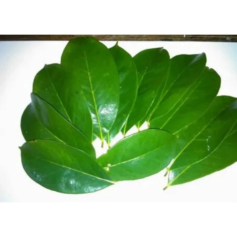 

satu pcs daun sirsak segar di petik saat di pesan perlembar