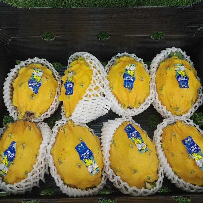 

ASLI BUAH NAGA KUNING EKUADOR IMFORT FRESH MANIS PER 1 DUS BERAT 2 KG READY STOCK