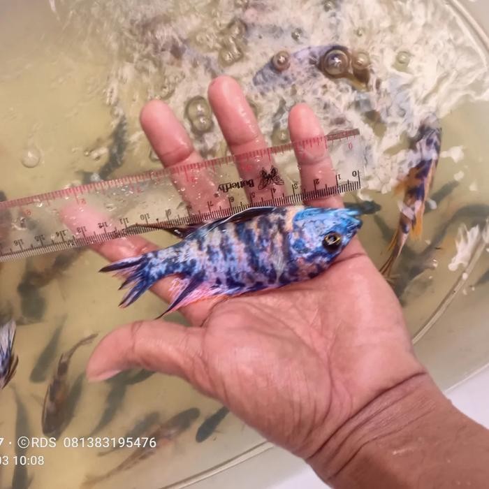 Cichlid Ob Peacock 12Cm