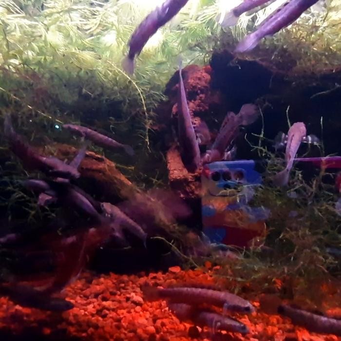 

Channa Orna Yellow lips