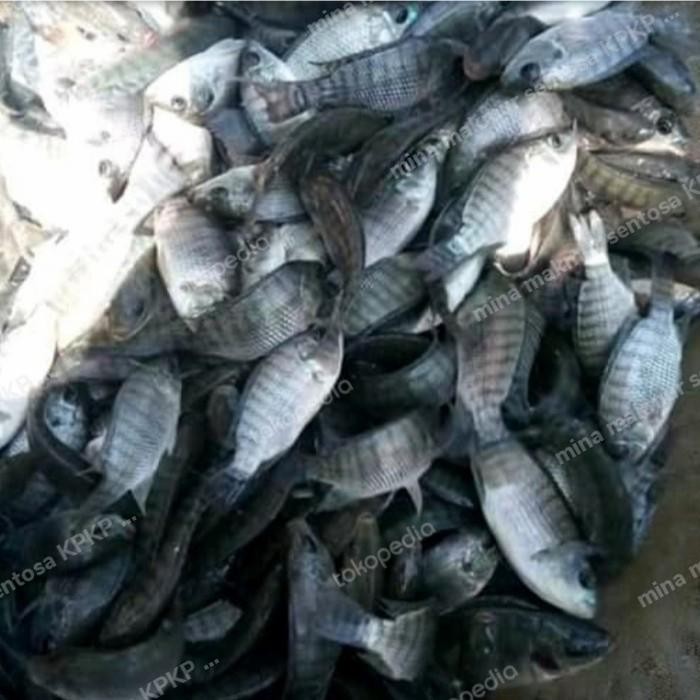 Paket Bibit Ikan Mujair Hitam Ukuran 1-2 Jari Isi 50 Ekor