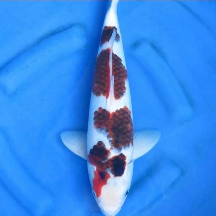 Ikan Koi Goromo Blitar Size +/- 28-33 Cm