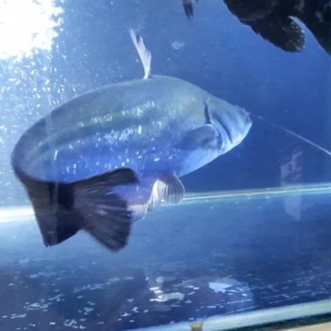 Ikan Predator Tapah Wallago Leeri Catfish