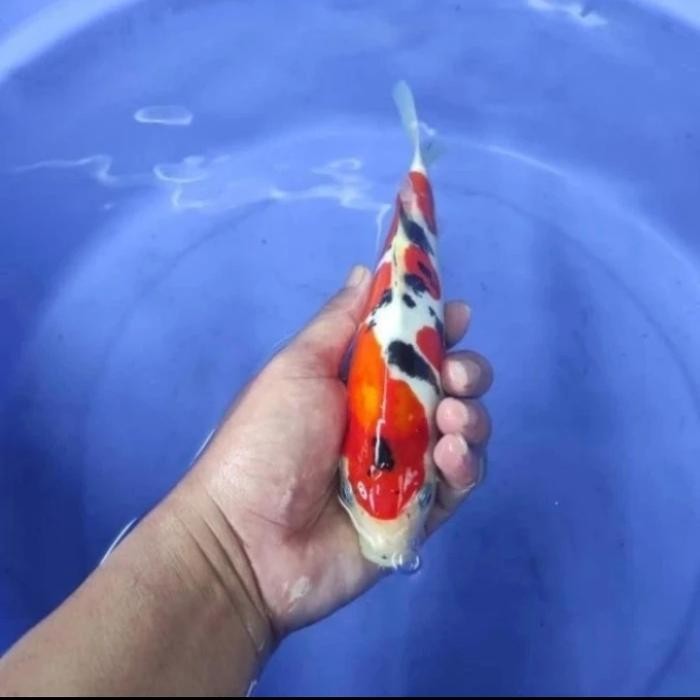 Ikan Koi Kohaku Sanke Size +/- 20-24 Cm