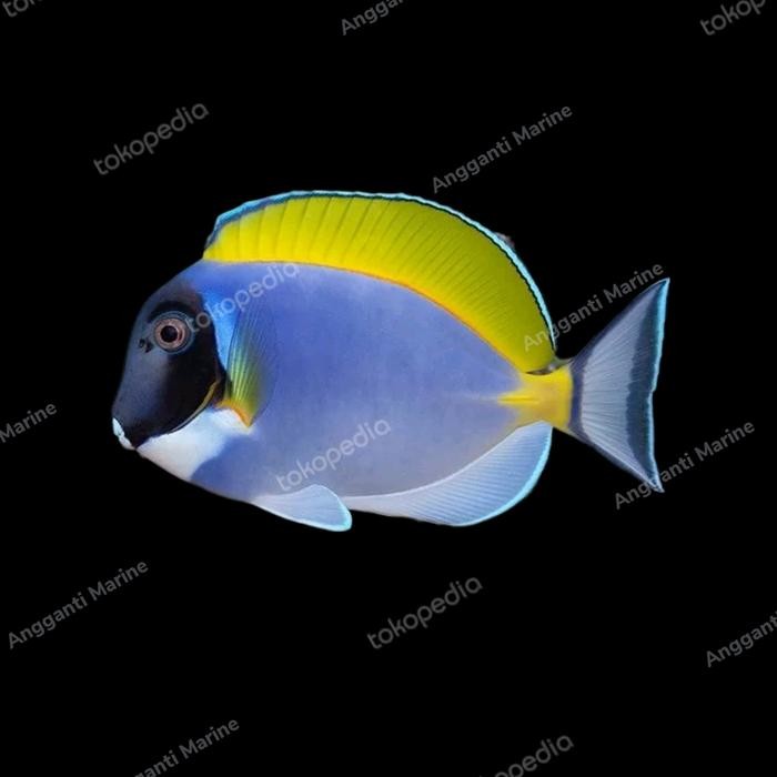 Ikan Hias Air Laut Botana Biru Bobi Asli