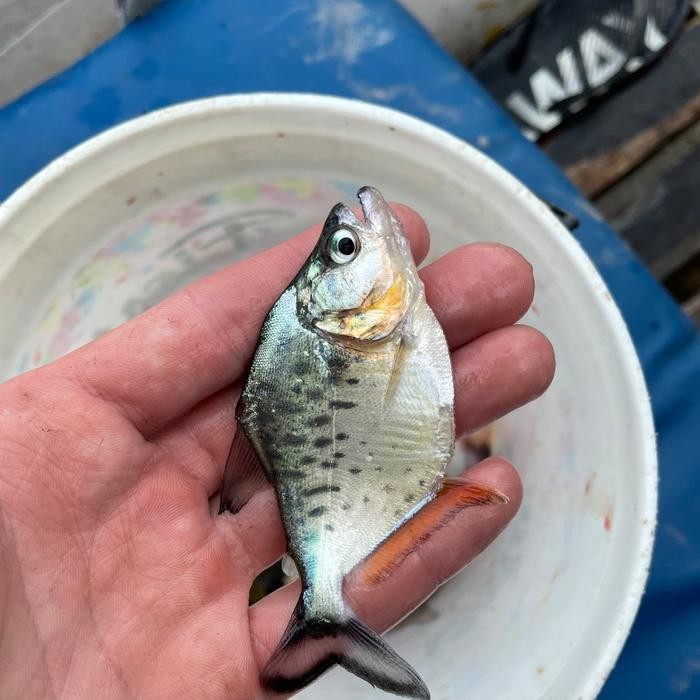 (Allthebest) serrasalmus compressus 1 ekor baby