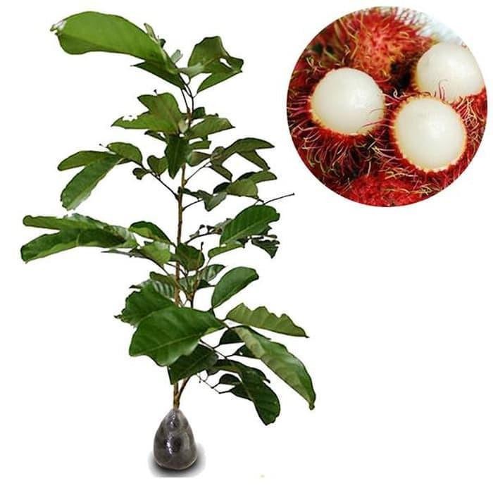 Bibit Rambutan Rapiah Okulasi Cipelat Rambutan Gundul Pekayon Bekasi