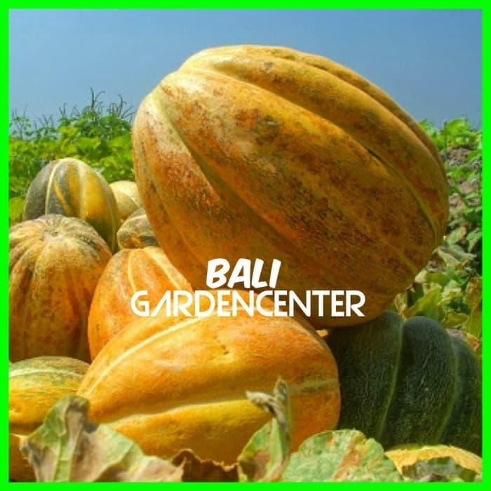 BENIH BIJI BLEWAH - BLEWAH UNGGUL