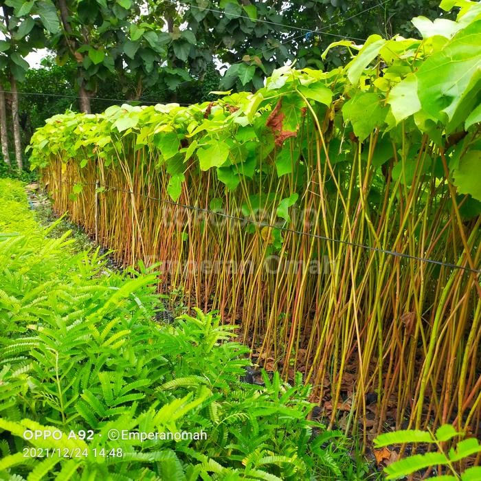 BIBIT TANAMAN POHON BALSA BIBIT KAYU BALSA