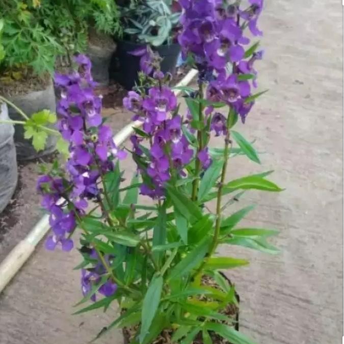 TANAMAN LAVENDER, TANAMAN PENGUSIR NYAMUK
