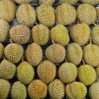 

TERLARIS Durian lokal sulawesi jatohan utuh dan bulat READY STOCK