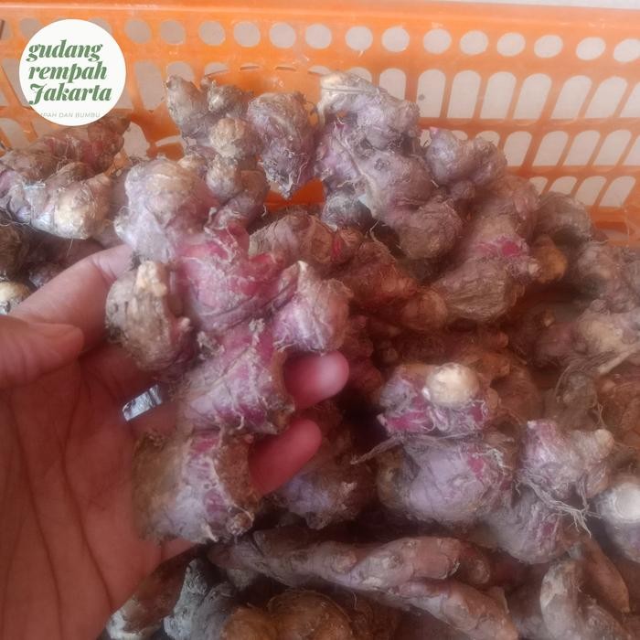 

JAHE MERAH BERSIH CUCI 1 KG