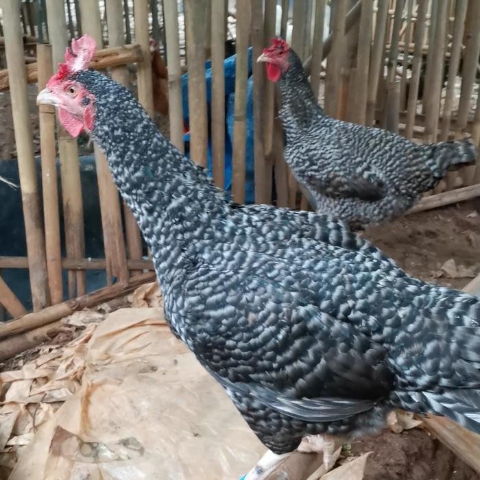 BARU- BETINA BABON AYAM PELUNG JUMBO PRODUKAN ASLI ORIGINAL SIAP NELUR