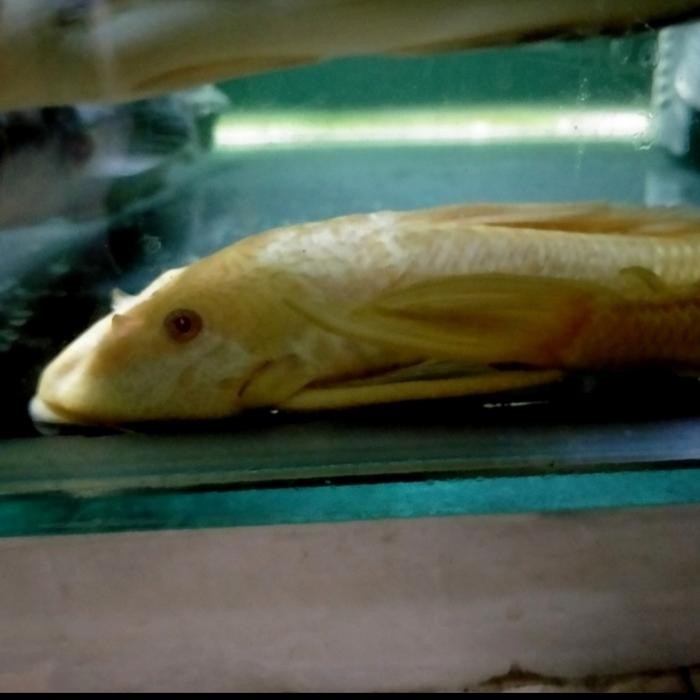 Ikan Hias Sapu Sapu Albino Pembersih Lumut Kaca Aquarium Size Sedang