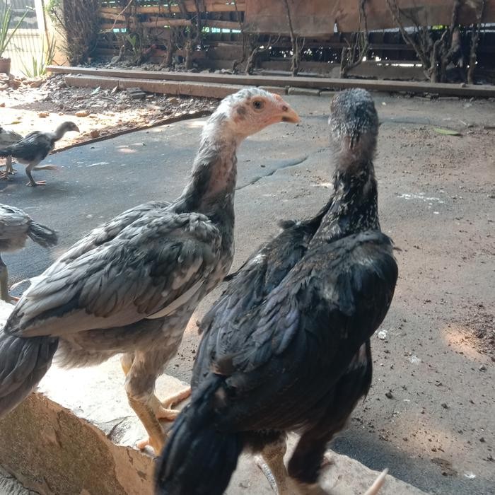 anakan ayam bangkok pakhoy usia3bln-4bln