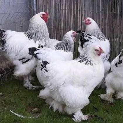 Ayam Brahma Indukan Collombian